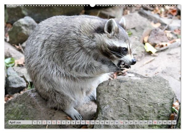 Produktbild: Der Waschb&auml;r - Der Maskentr&auml;ger in unseren W&auml;ldern (Wandkalender 2026 DIN A2 quer), CALVENDO Monatskalender