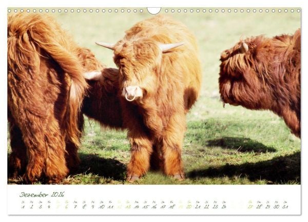 Produktbild: Das Hochlandrind (Wandkalender 2026 DIN A3 quer), CALVENDO Monatskalender