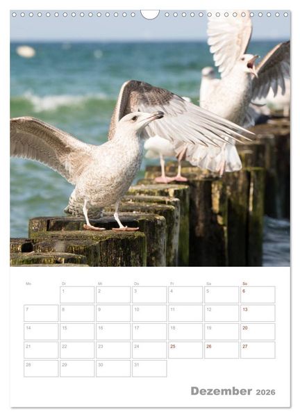 Produktbild: M&ouml;wen - die V&ouml;gel der K&uuml;ste (Wandkalender 2026 DIN A3 hoch), CALVENDO Monatskalender
