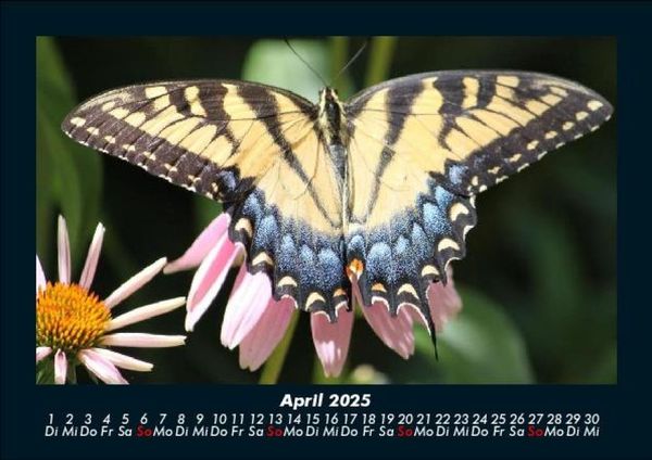 Produktbild: Pflanzen und Bl&uuml;ten 2025 Fotokalender DIN A5