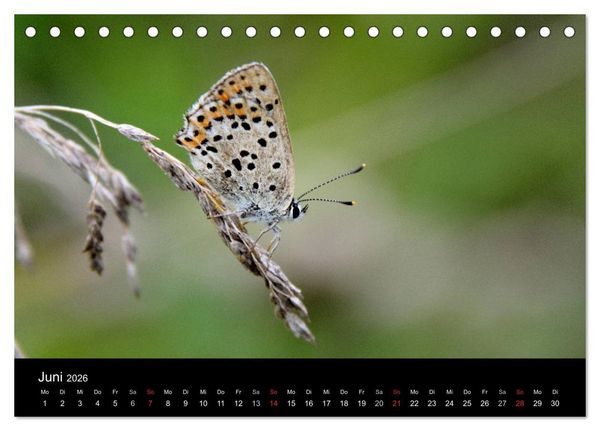 Produktbild: Schmetterlinge in Deutschland (Tischkalender 2026 DIN A5 quer), CALVENDO Monatskalender