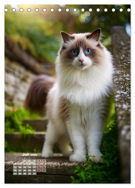 Produktbild: Pfotenabenteuer - Ragdolls in der Natur (Tischkalender 2026 DIN A5 hoch), CALVENDO Monatskalender