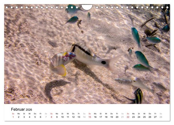 Produktbild: Unterwasserwelt der Malediven III (Wandkalender 2026 DIN A4 quer), CALVENDO Monatskalender