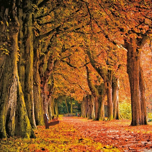 Produktbild: Die Kraft der B&auml;ume / The Power of Trees 2027