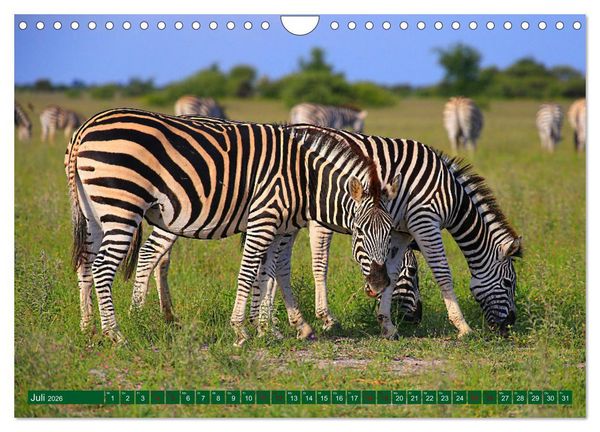 Produktbild: Botswana- Pirschfahrt mit Garantie auf Wildlife (Wandkalender 2026 DIN A4 quer), CALVENDO Monatskalender