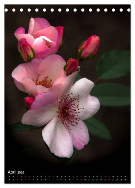 Produktbild: Gartenrosen (Tischkalender 2026 DIN A5 hoch), CALVENDO Monatskalender