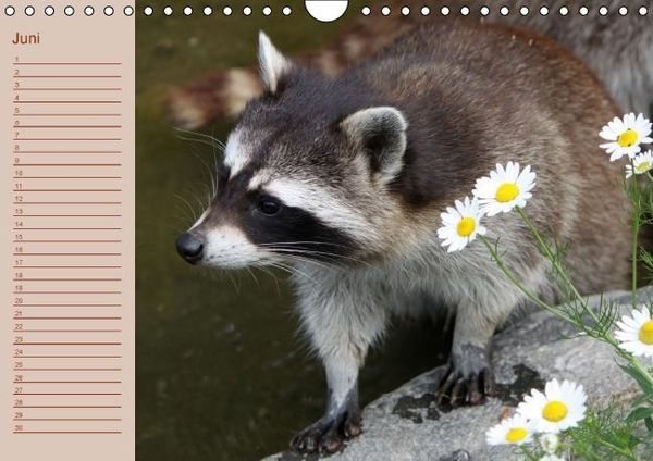 Produktbild: Waschb&auml;ren / Geburtstagskalender (Wandkalender immerw&auml;hrend DIN A4 quer)