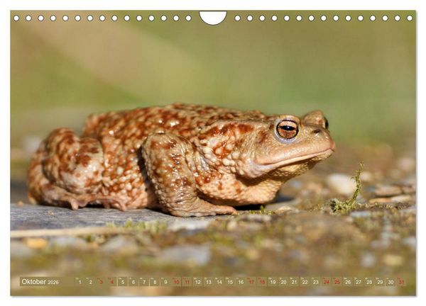 Produktbild: Kr&ouml;ten auf Wanderschaft (Wandkalender 2026 DIN A4 quer), CALVENDO Monatskalender