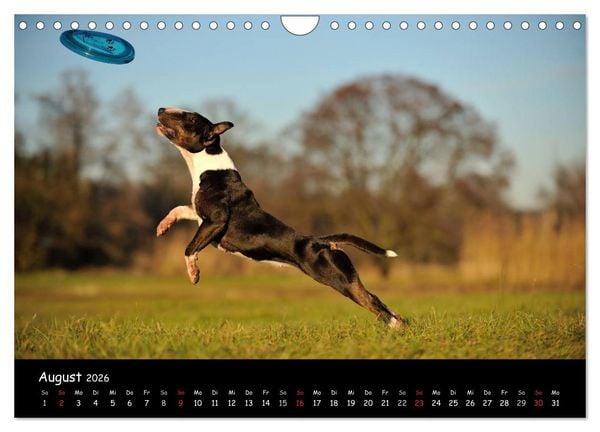 Produktbild: Bullterrier? Was sonst! (Wandkalender 2026 DIN A4 quer), CALVENDO Monatskalender