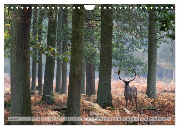 Produktbild: Emotionale Momente: Das Damwild. (Wandkalender 2027 DIN A4 quer), CALVENDO Monatskalender