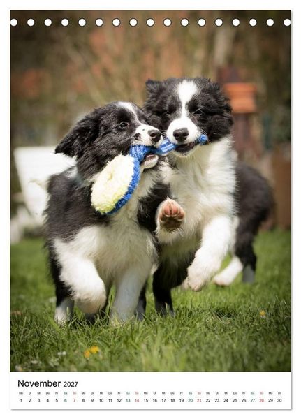 Produktbild: Border Collie Zuckerschnuten (Tischkalender 2027 DIN A5 hoch), CALVENDO Monatskalender
