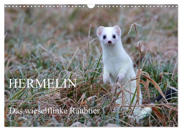 Produktbild: Hermelin - das wieselflinke Raubtier (Wandkalender 2026 DIN A3 quer), CALVENDO Monatskalender