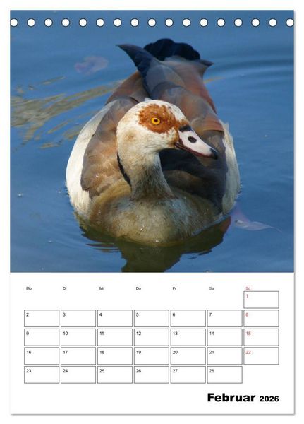 Produktbild: Gl&uuml;ckliche G&auml;nse (Tischkalender 2026 DIN A5 hoch), CALVENDO Monatskalender