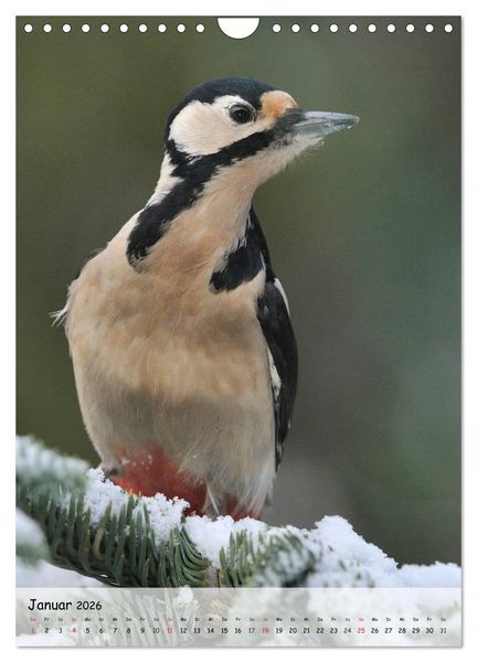Produktbild: V&ouml;gel im heimischen Garten (Wandkalender 2026 DIN A4 hoch), CALVENDO Monatskalender