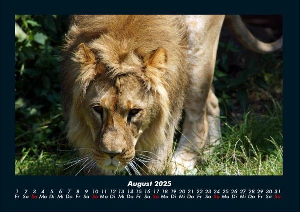 Produktbild: Tiere in der Wildnis 2025 Fotokalender DIN A4
