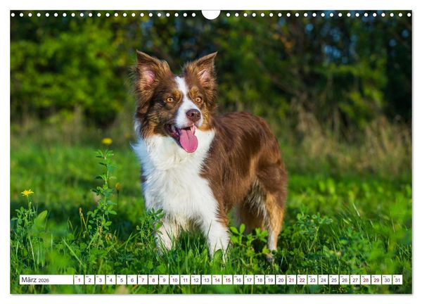 Produktbild: Border Collie - Das Universalgenie unter den Hunden (Wandkalender 2026 DIN A3 quer), CALVENDO Monatskalender