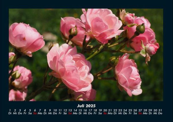Produktbild: Rosen-Kalender 2025 Fotokalender DIN A4