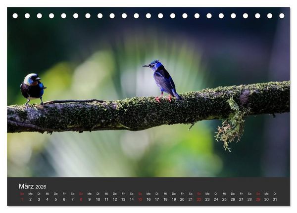 Produktbild: Costa Rica 2026 Exotische Vogelwelt (Tischkalender 2026 DIN A5 quer), CALVENDO Monatskalender