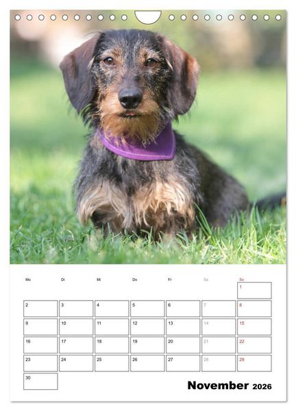 Produktbild: Geliebte Rabauken - Rauhaardackel (Wandkalender 2026 DIN A4 hoch), CALVENDO Monatskalender