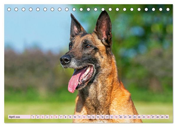 Produktbild: Freund und Besch&uuml;tzer - Der Malinois (Tischkalender 2026 DIN A5 quer), CALVENDO Monatskalender