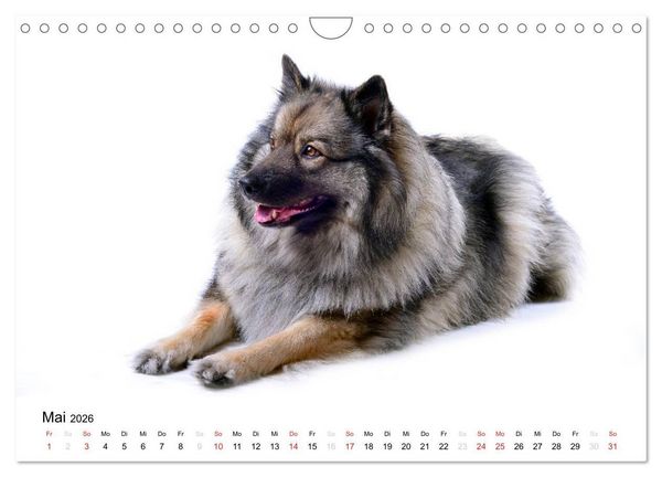 Produktbild: Der Wolfsspitz (Wandkalender 2026 DIN A4 quer), CALVENDO Monatskalender
