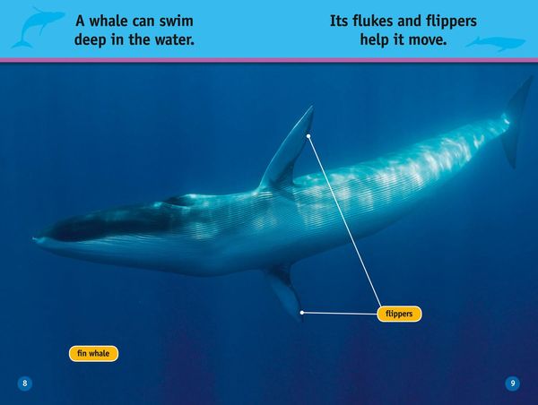 Produktbild: Nat Geo Reader - Whales L1