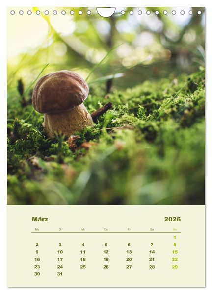 Produktbild: Wundersame Welt der Pilze (Wandkalender 2026 DIN A4 hoch), CALVENDO Monatskalender
