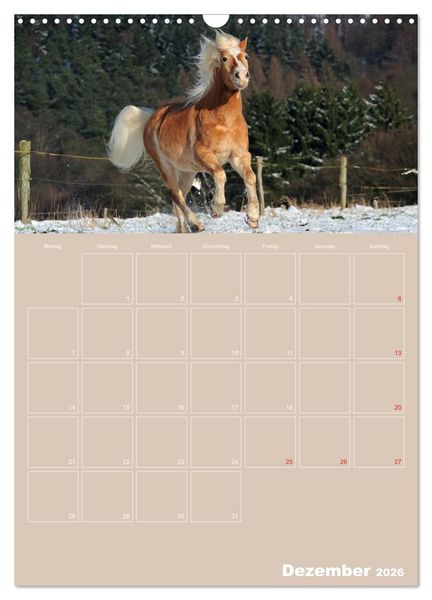 Produktbild: Pferde / Planer (Wandkalender 2026 DIN A3 hoch), CALVENDO Monatskalender
