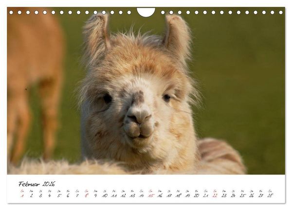 Produktbild: DIE LAMAS VON DER LAHN (Wandkalender 2026 DIN A4 quer), CALVENDO Monatskalender