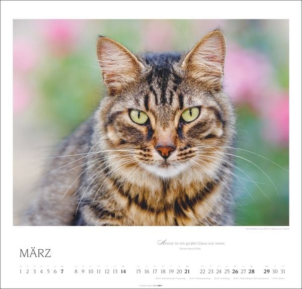 Produktbild: Katzen - Diven auf Samtpfoten Kalender 2027 - Diven auf Samtpfoten