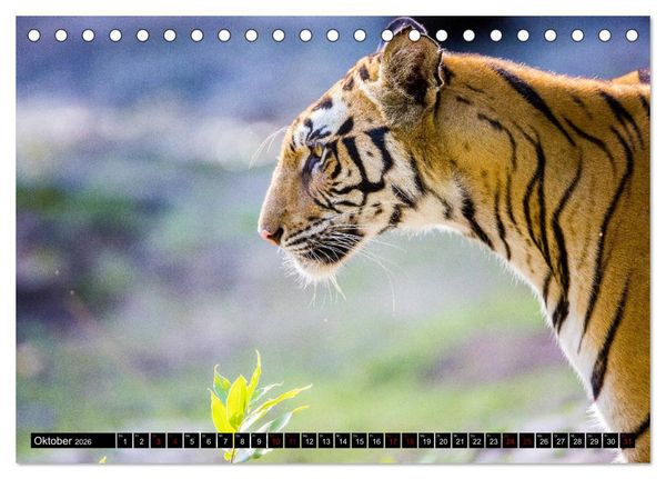 Produktbild: Indien - Im Reich des Tigers (Tischkalender 2026 DIN A5 quer), CALVENDO Monatskalender
