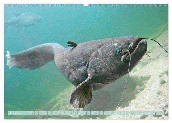 Produktbild: Poissons : d'&eacute;tangs et des rivi&egrave;res (Calendrier mural 2027 DIN A2 vertical), CALVENDO calendrier mensuel