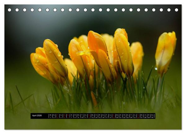 Produktbild: Bl&uuml;ten-Zauber am Wegesrand 2026 (Tischkalender 2026 DIN A5 quer), CALVENDO Monatskalender