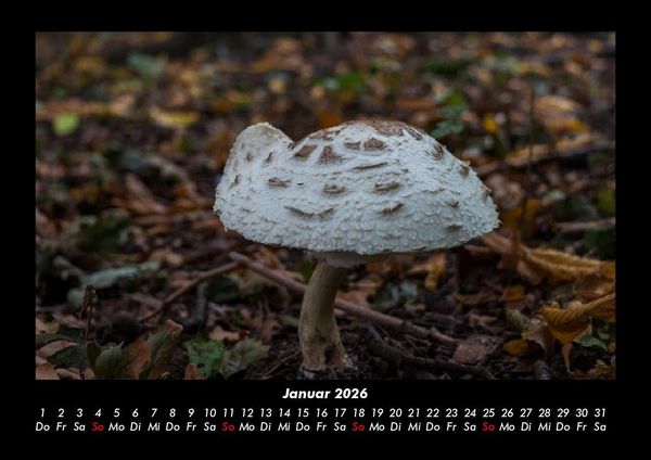 Produktbild: Pilzkalender 2026 Fotokalender DIN A3