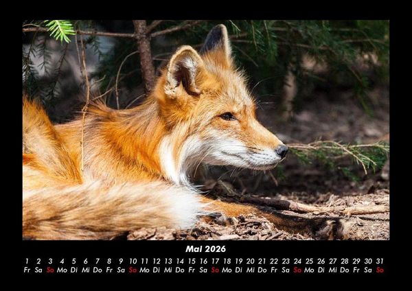 Produktbild: Welt der Tiere 2026 Fotokalender DIN A3