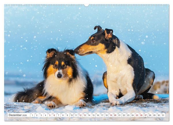 Produktbild: Britische H&uuml;tehunde - Treue Freunde auf vier Pfoten (hochwertiger Premium Wandkalender 2026 DIN A2 quer), Kunstdruck in Hochglanz
