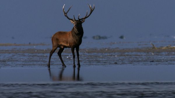 Produktbild: Planet Deutschland - 300 Millionen Jahre