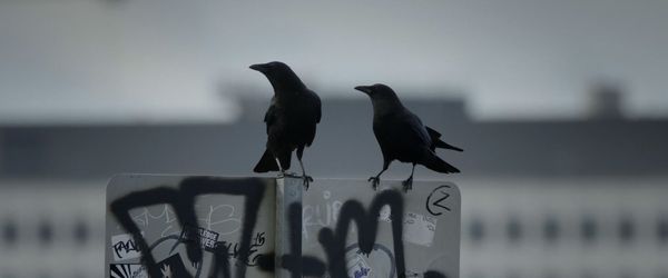 Produktbild: Kr&auml;hen - Die Natur beobachtet uns
