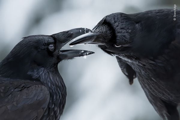 Produktbild: Wildlife Fotografien des Jahres &ndash; Portfolio 31