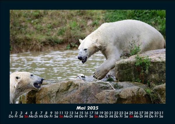 Produktbild: Welt der Tiere 2025 Fotokalender DIN A5