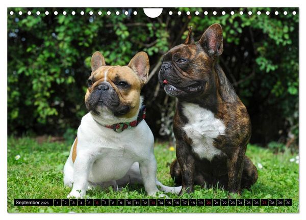 Produktbild: Franz&ouml;sische Bulldogge - Clown auf 4 Pfoten (Wandkalender 2026 DIN A4 quer), CALVENDO Monatskalender