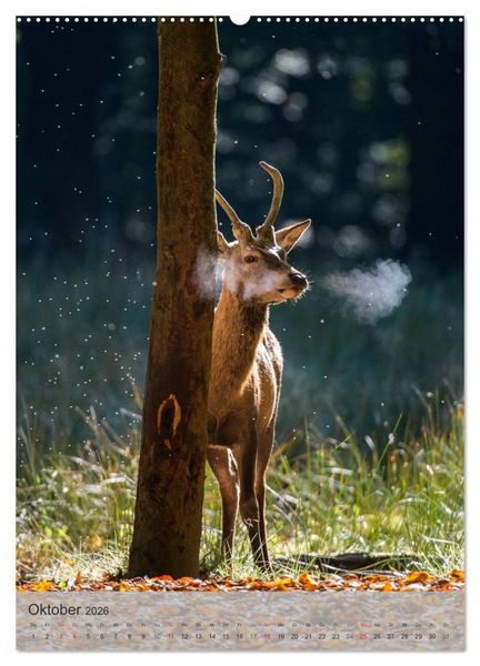 Produktbild: Emotionale Momente: Hirschbrunft (Wandkalender 2026 DIN A2 hoch), CALVENDO Monatskalender