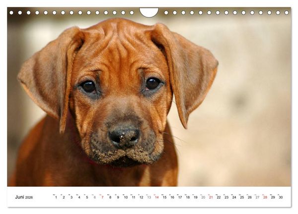 Produktbild: Rhodesian Ridgeback Welpen (Wandkalender 2026 DIN A4 quer), CALVENDO Monatskalender