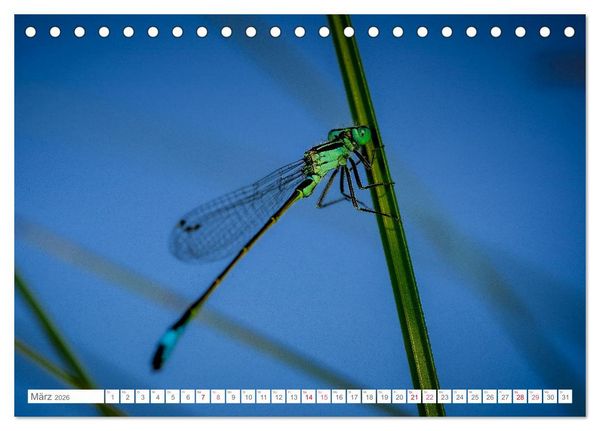 Produktbild: In der Natur unterwegs (Tischkalender 2026 DIN A5 quer), CALVENDO Monatskalender