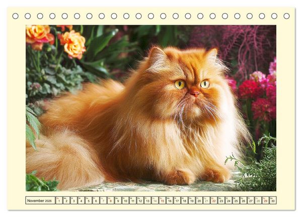 Produktbild: Perserkatzen. Zauberhaft, sanft, anh&auml;nglich und wundersch&ouml;n (Tischkalender 2026 DIN A5 quer), CALVENDO Monatskalender