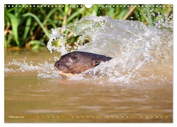 Produktbild: Riesenotter - Flussw&ouml;lfe im Pantanal (Wandkalender 2026 DIN A3 quer), CALVENDO Monatskalender