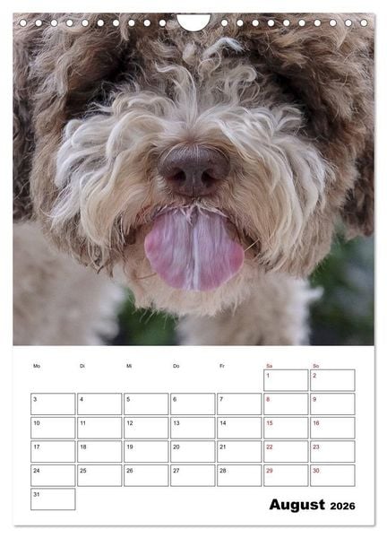 Produktbild: Lagotto Romagnolo - Lustige Zwerge (Wandkalender 2026 DIN A4 hoch), CALVENDO Monatskalender