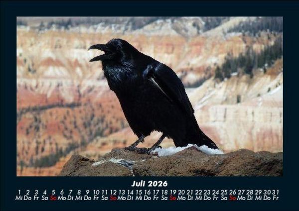 Produktbild: Tiere in der Wildnis 2026 Fotokalender DIN A5