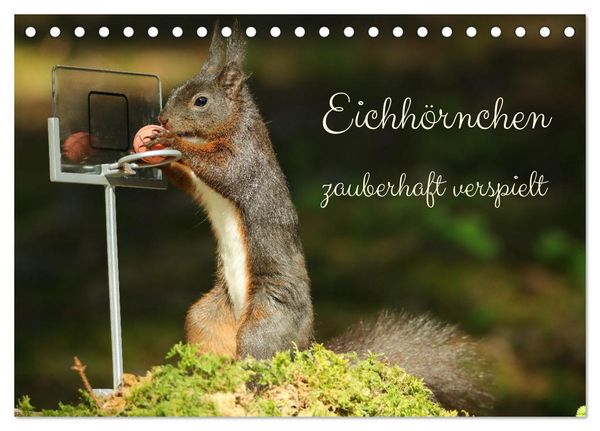 Produktbild: Eichh&ouml;rnchen - zauberhaft verspielt (Tischkalender 2026 DIN A5 quer), CALVENDO Monatskalender