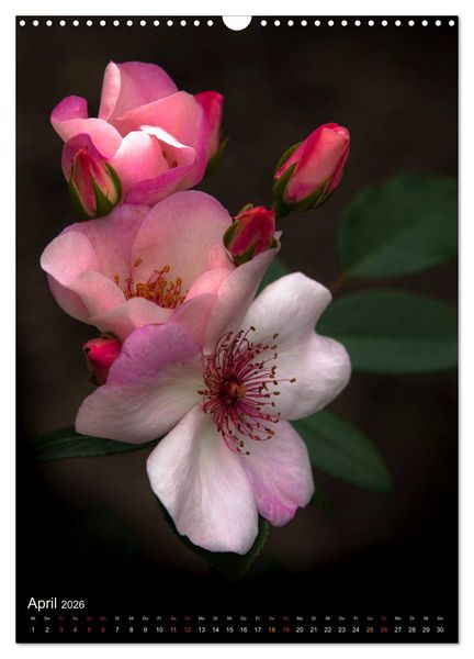Produktbild: Gartenrosen (Wandkalender 2026 DIN A3 hoch), CALVENDO Monatskalender